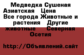 Медведка Сушеная Азиатская › Цена ­ 1 400 - Все города Животные и растения » Другие животные   . Северная Осетия